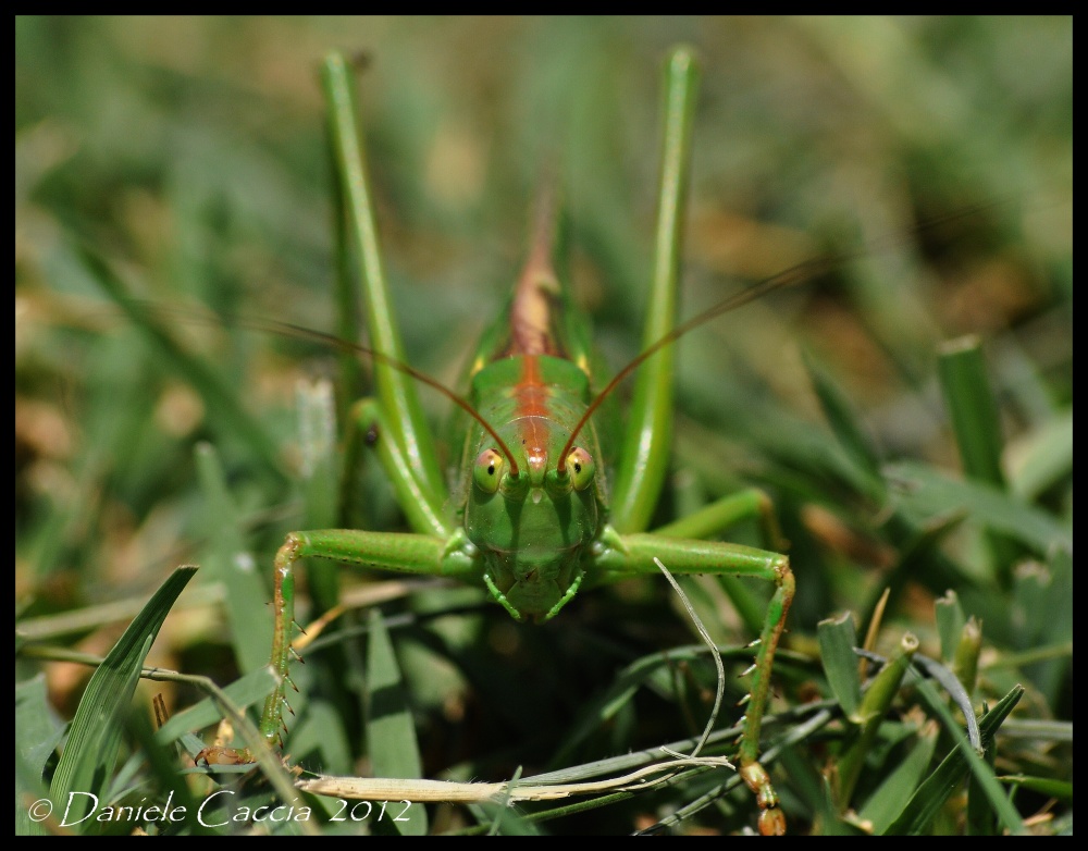 Cavalletta verde